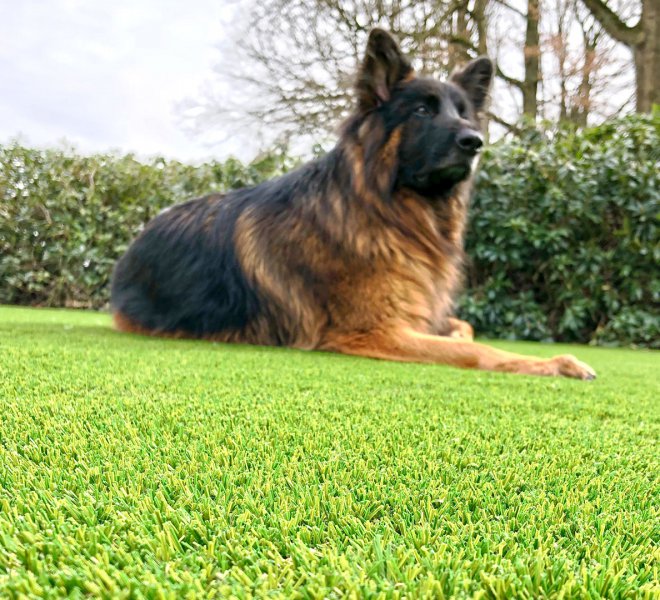 dog-grass