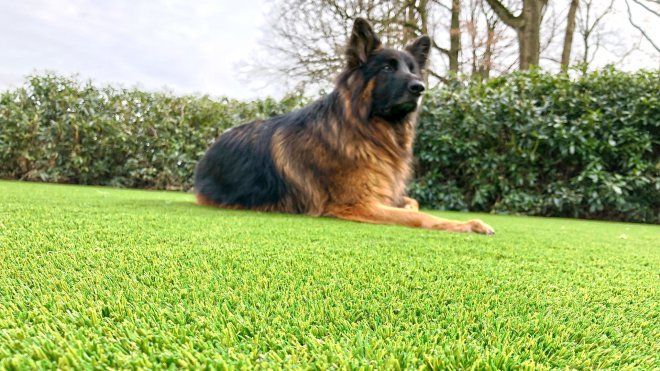 dog-grass